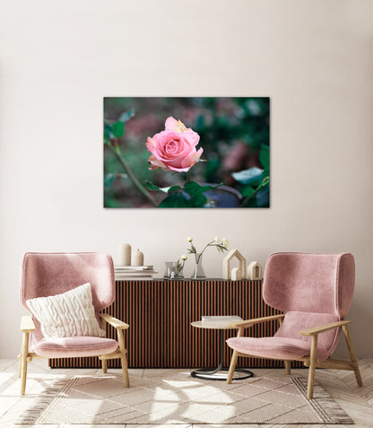 A single pink rose romantic photography canvas print on wall