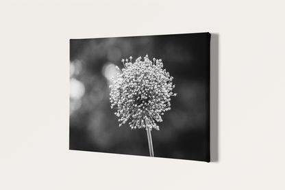 Travel nature flower garden photography canvas print black and white