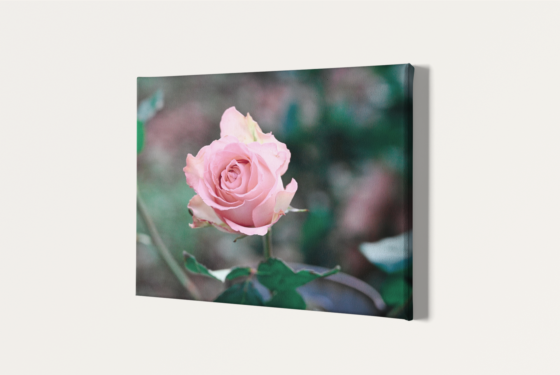 A single pink rose romantic photography canvas print