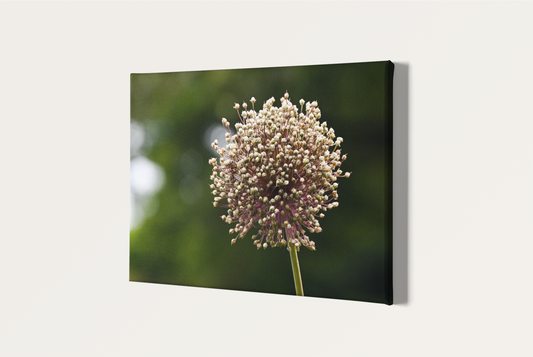 Travel nature flower garden photography canvas print