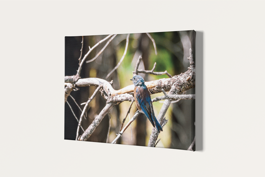 Nature bird travel photography canvas print