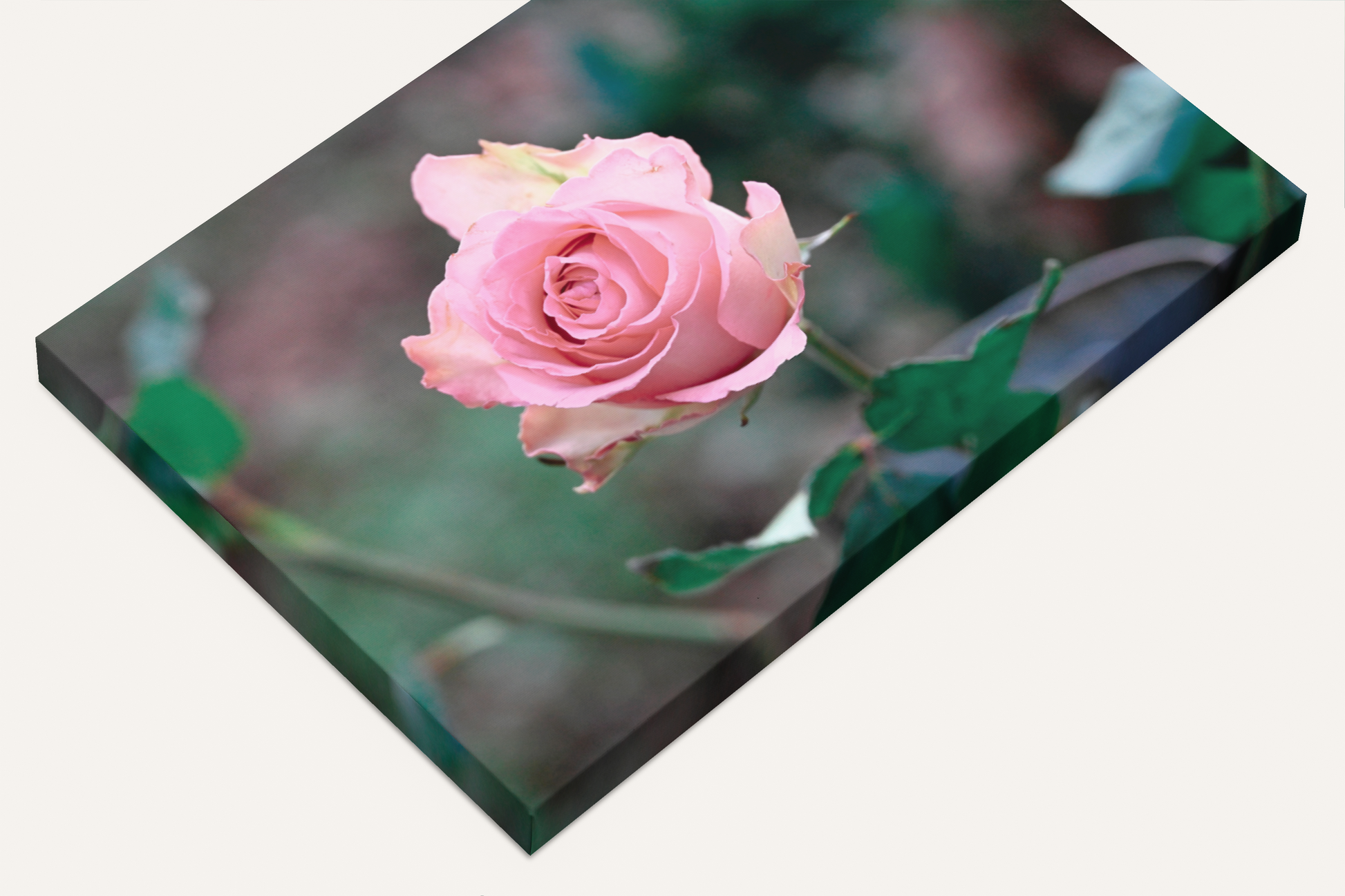 A single pink rose romantic photography canvas print