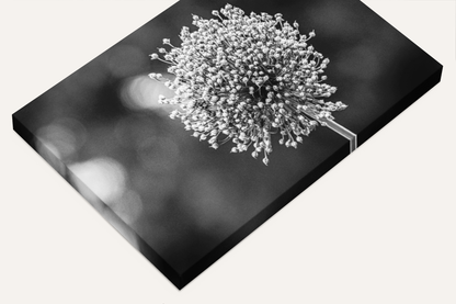 Travel nature flower garden photography canvas print black and white