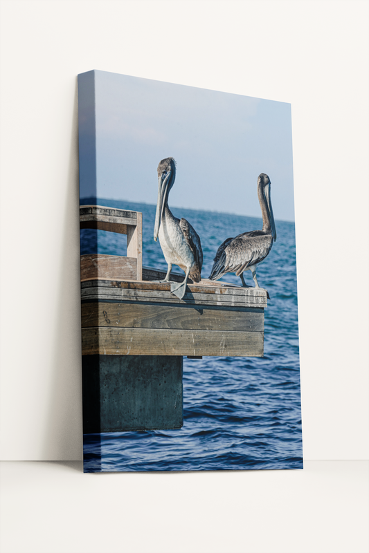 Travel Siesta Key Beach pelicans perched photography print