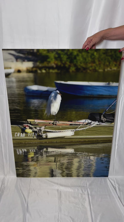 Nature bird on the water and boat photography acrylic print video preview